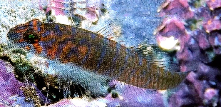 Corcyrogobius liechtensteini_lll2